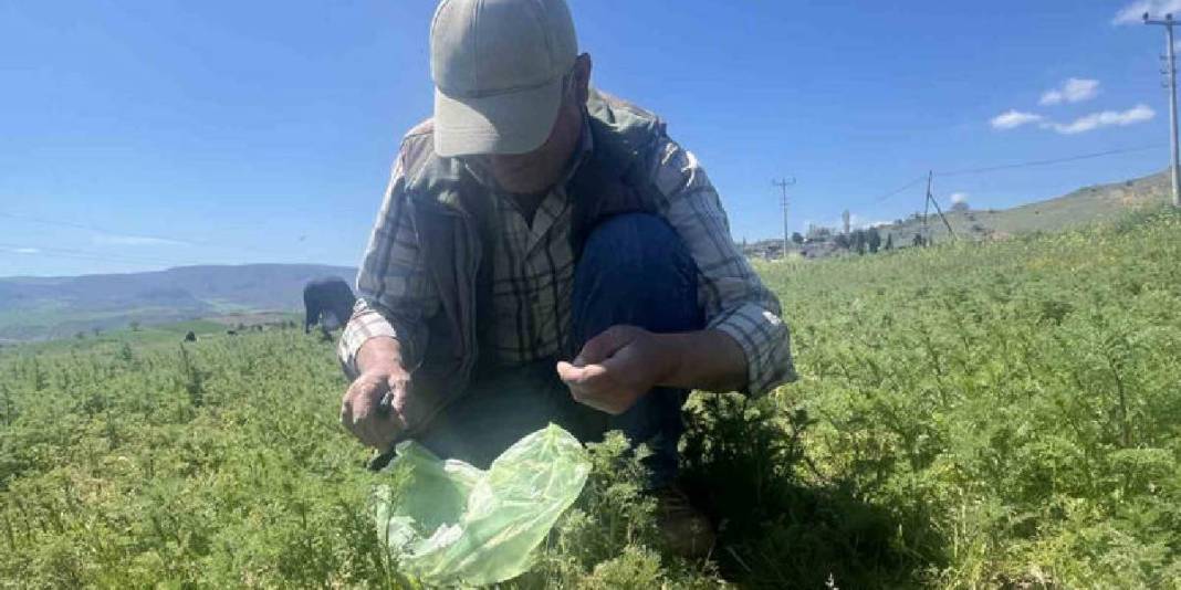 Sezon başladı, kadınlar yeşilliğe çıktı: Bıçak yardımıyla tek tek toplanıyor 3